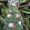 Handmade Surprise Christmas gift🎄Succulent Christmas Tree