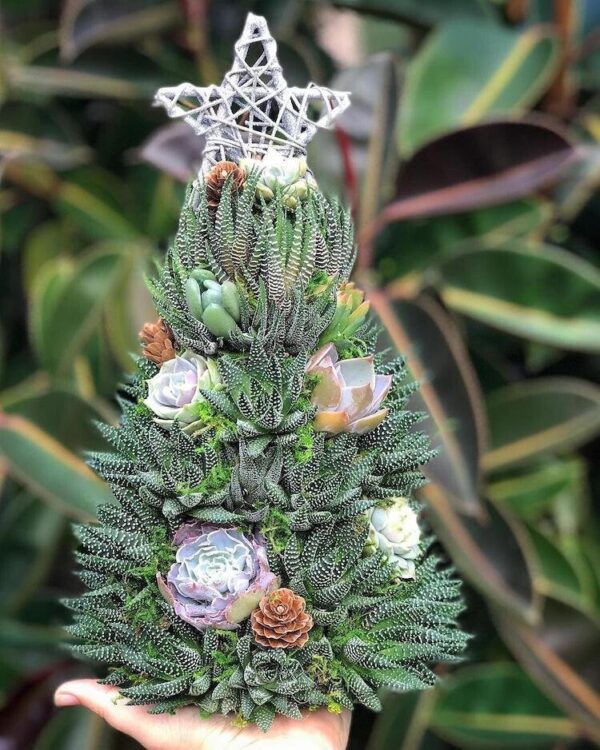 0065979cd9eb9649b4ac7d55c114c3f6.jpg Handmade Surprise Christmas gift🎄Succulent Christmas Tree