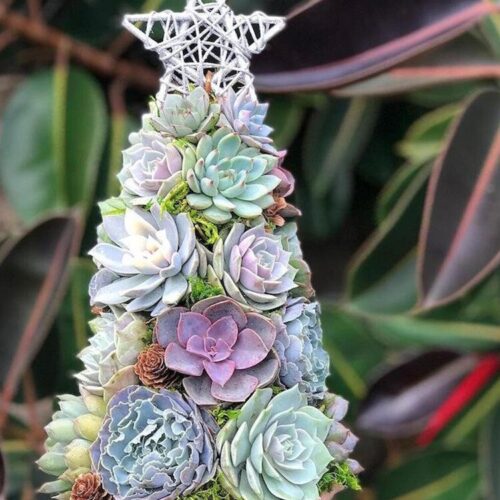 Handmade Surprise Christmas gift🎄Succulent Christmas Tree