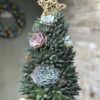 Handmade Surprise Christmas gift🎄Succulent Christmas Tree