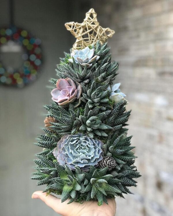 5e70abde859dd9fa4f5058440ee62864.jpg Handmade Surprise Christmas gift🎄Succulent Christmas Tree
